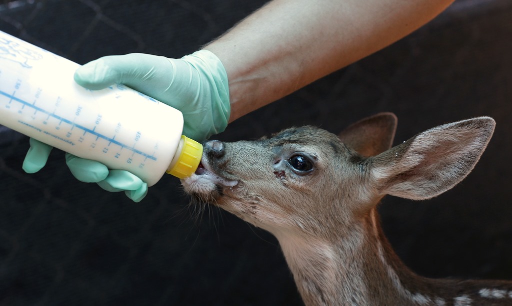 California Drought Wildlife