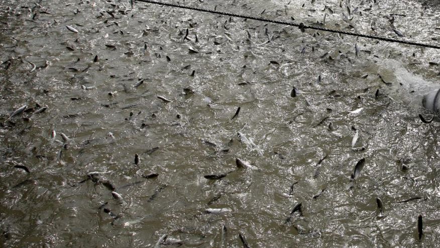 California Drought Fish Taxi-5.jpg