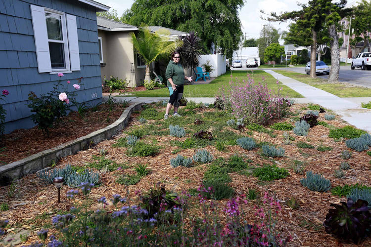 Drought Tolerant Garden