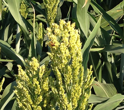 sorghum-bee410.jpg