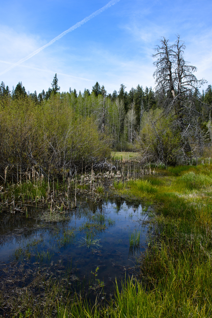 Meadows Bog